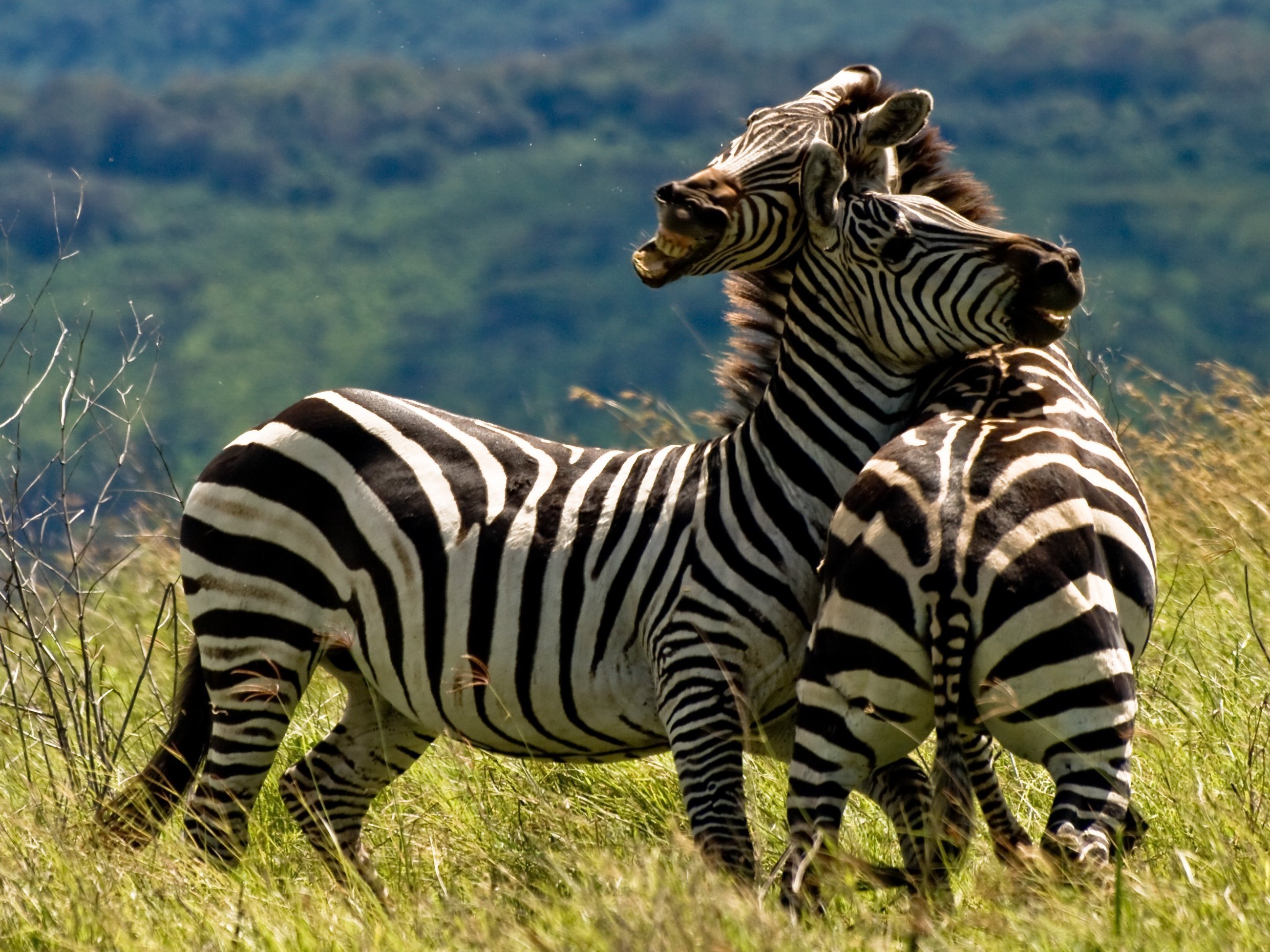 Duelling Zebras