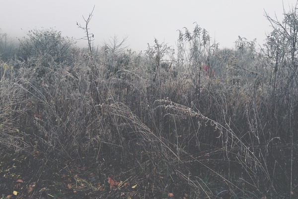 iPhoneography: Hoarfrost Series