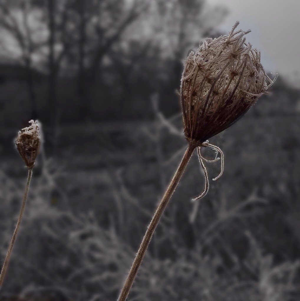 Hoarfrost II. David Hayes, 2015.