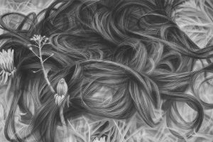 Melissa Cooke, Dandelion Hair, graphite on paper, 50" x 50"