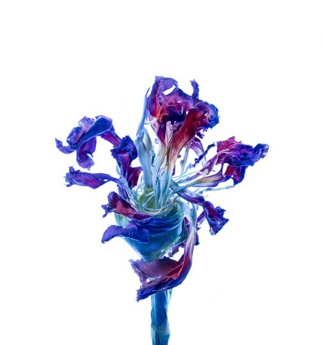 Photographer Stephen Scott Gross creates extraordinary painterly effects in his photographic renderings of flowers.
