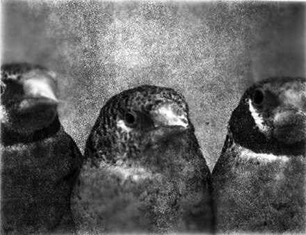 A black and white print of a closeup of three birds' faces