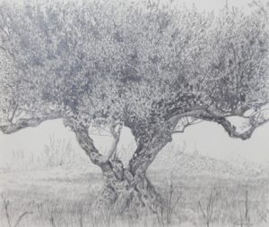 A pencil drawing of an olive tree