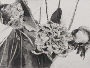 A graphite drawing of dead flowers