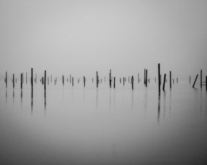 A black and white photograph of thin posts rising from still water