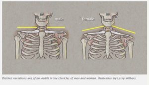 An anatomical guide too the difference in clavicles of men and women