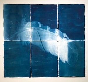 A blue cyanotype print of a feather, separated into six sections