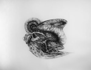 A charcoal drawing of an Anthropocene fossil