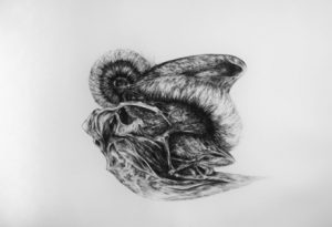 A charcoal drawing of an Anthropocene fossil