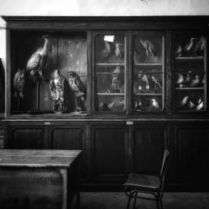 A black and white photograph of stuffed birds displayed in a shelf