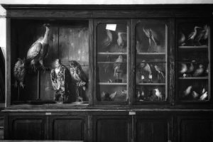 A black and white photograph of stuffed birds displayed in a shelf