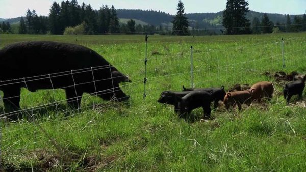 A large pig with her piglets on a farm