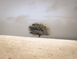 A photograph of a lone tree in the middle of a savannah