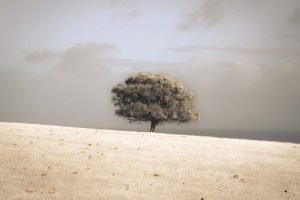 A photograph of a lone tree in the middle of a savannah