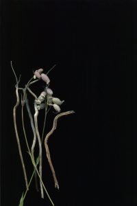 A colored scanned image of wildflower stalks