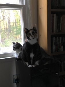 Two cats sit on a filing cabinet overlooking a window