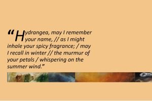 Excerpt from the poem Hydrangea by Wally Swist