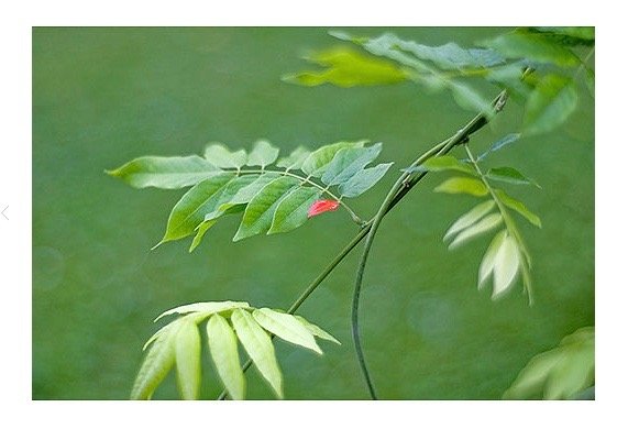 A close-up image of a branch, with one of the leaves colored red