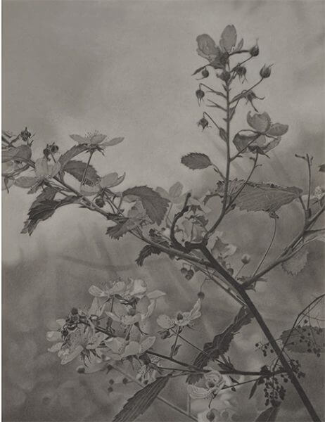 Black and white graphite drawing of a close-up plant branch