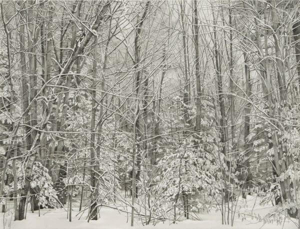 A graphite drawing of the woods after a snow
