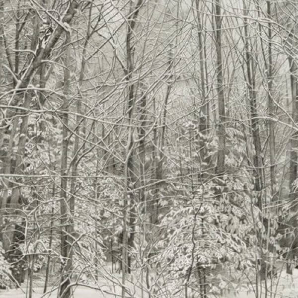 A graphite drawing of the woods after a snow