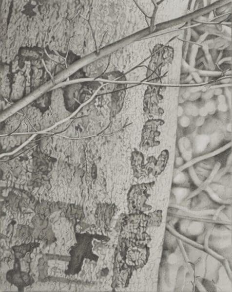 Black and white graphite drawing of the words "pee wee" carved into a tree