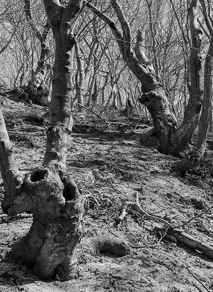 David Quinn, black and white photograph of a forest