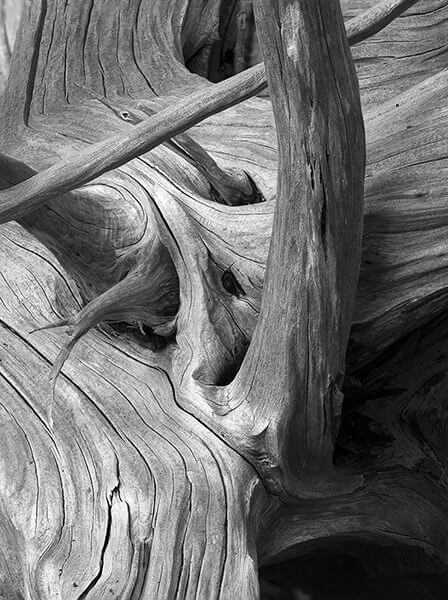 David Quinn, close-up black and white photograph of tree bark.