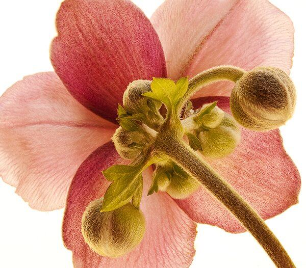 David Quinn, reverse photograph of a flower's petals.