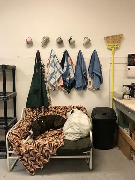 Emily M. Rangel-Cascio's dog Lilly in her studio