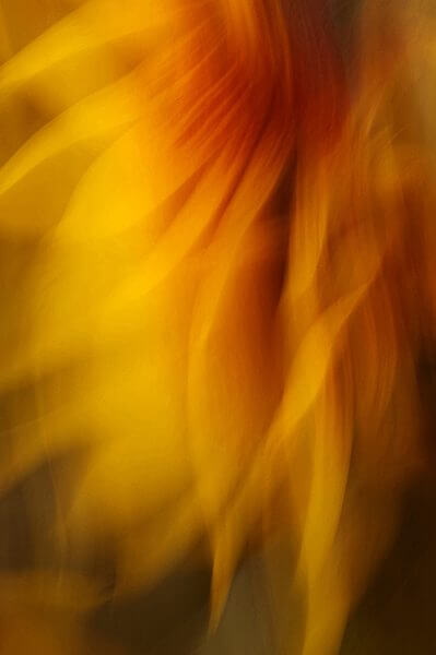 David Quinn, a colorful abstract photograph of a flower.