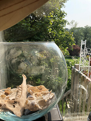 A bowl of small animal skulls in a window 