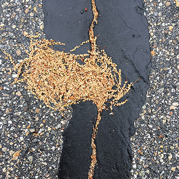 A photograph of asphalt repaired by tar