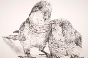 Graphite drawing of a realistic bird couple