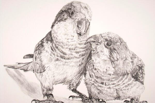 Graphite drawing of a realistic bird couple