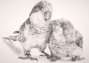 Graphite drawing of a realistic bird couple