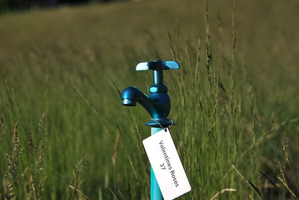 A bright blue water faucet in the middle of a field of grass