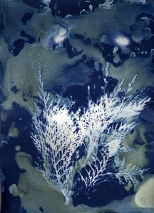 Pine by Caitlin Cloninger. wet Cyanotype printed on watercolor paper, 14” x 17”