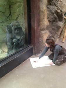 Jen Bradley working with gorillas at the Franklin Park Zoothe