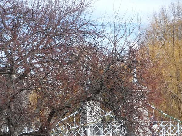 A photograph of the bridge in the Boston Public Garden