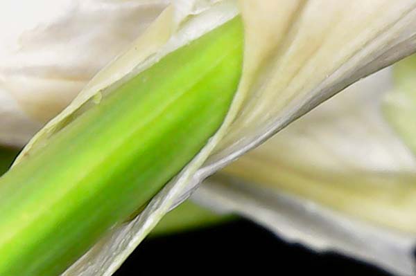 A close up photo of a sprout growing from a head of garlic