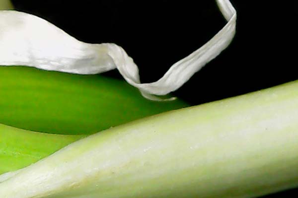 A close up photo of a sprout growing from a head of garlic