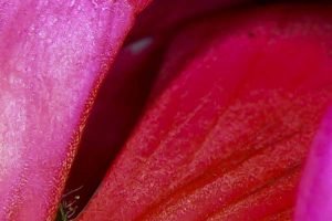 A close up photo of a pink geranium flower