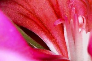 A close up photo of a pink geranium