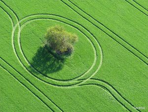 An aerial photograph of a tree in a field of grass