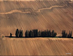 An aerial photograph of a group of evergreen trees in a dead field