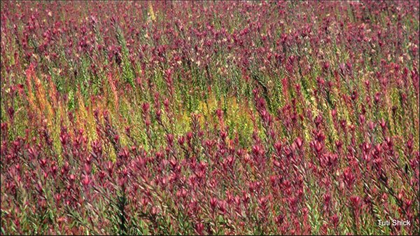 A close up photo of a magenta flower field