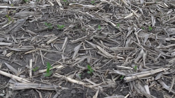 Video still of shredded bark on the ground