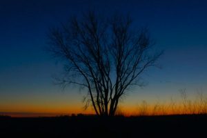 A video still of a dead tree backlit by sunrise