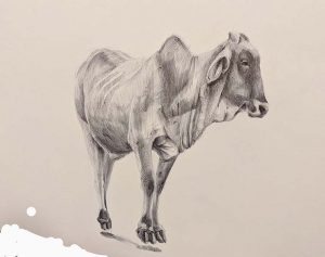 A drawing of a bull